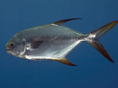 Snubnose-pompano