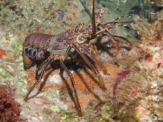 lobster-pasir-min